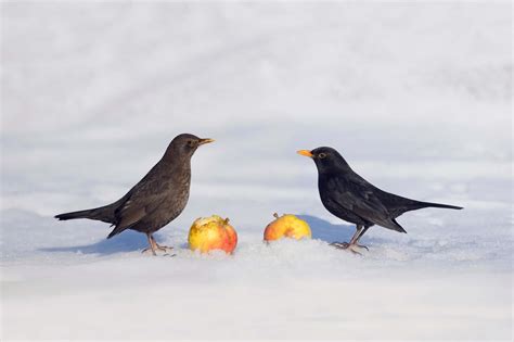 blackbird wallpapers wallpaperscom