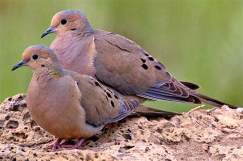 Difference Between Male And Female Mourning Dove