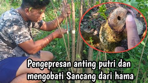 LAKUKAN INI SEBELUM PENGEPRESAN BONSAI ANTING PUTRI YouTube