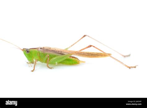 Grasshopper isolated on white Stock Photo - Alamy