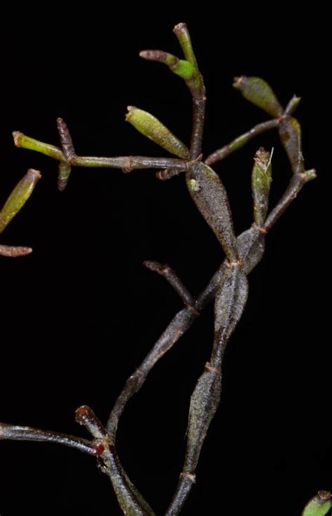 Flora Of New Zealand Taxon Profile Korthalsella Clavata