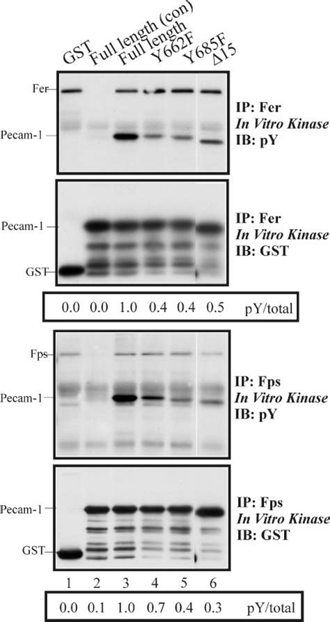 Evidence That Fer And Fps Phosphorylate ITIM And Non ITIM Sites In