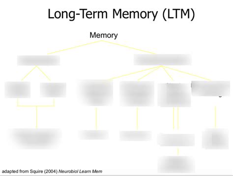 Long Term Memory Diagram Quizlet