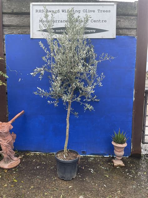 Frantoio Olive Tree Free Delivery The Norfolk Olive Tree Company