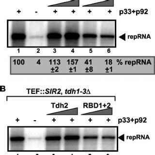 Effect Of Gapdh Mutants On Tbsv Reprna Replication Based On Cfe Assay