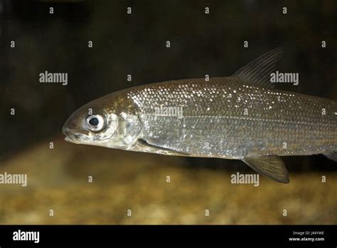 Picture Of A Swimming Powan Stock Photo Alamy