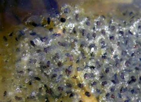 Frog Eggs | KLM Bio Scientific