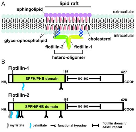 Function Of Flotillins In Receptor Tyrosine Kinase Signaling And