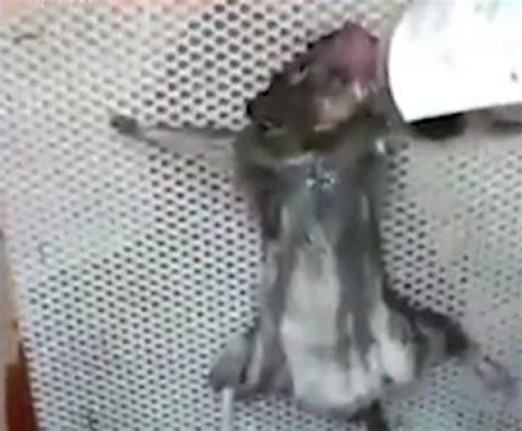 Man Ties Up And Burns Rat Alive After Catching It Eating His Bread