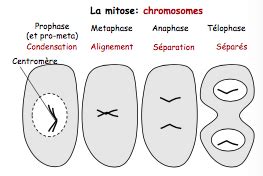 Td Les Divisions Cellulaires Mitose Et M Iose Flashcards Quizlet