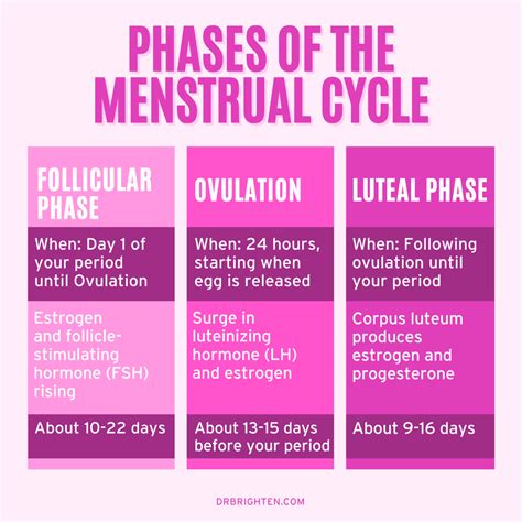 Phases Of The Menstrual Cycle