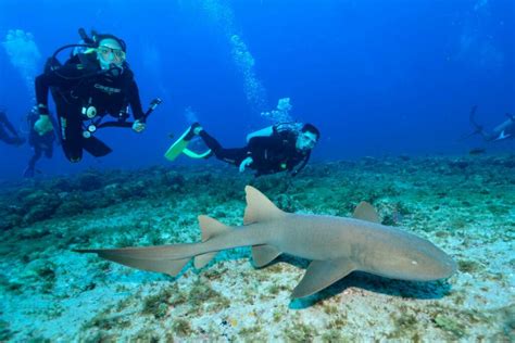 Fernando De Noronha Tudo Sobre O Melhor Snorkel E Mergulho De Cilindro