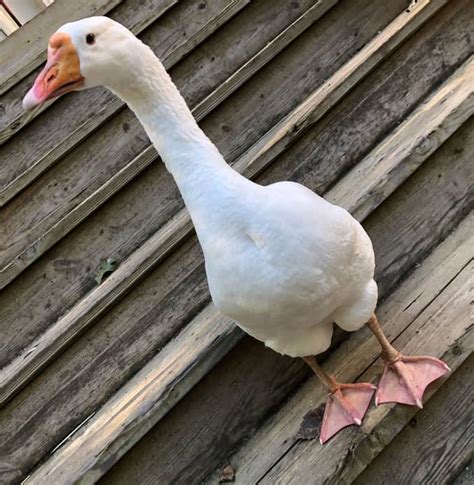 Meet The Animals Flipflops Animal Sanctuary