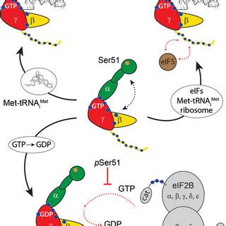 homology models  eukaryotic initiation factor  eif protein