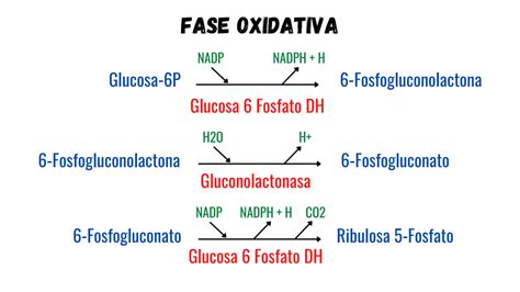 Solution Ciclo De Las Pentosas Fosfato Studypool