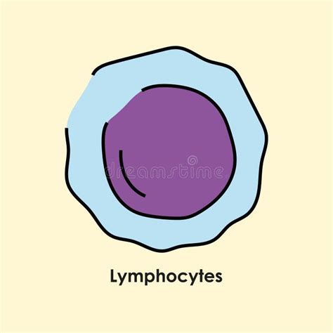 Lymphocytes Color Icon White Blood Cells In The Blood Vessels Stock