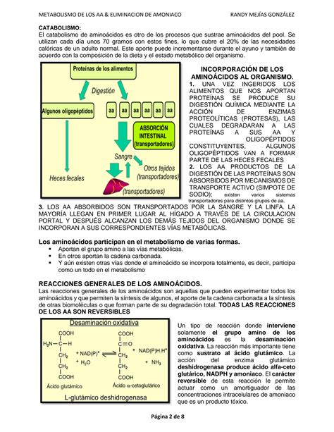 Solution Metabolismo De Los Aa Y Eliminacion De Amoniaco De