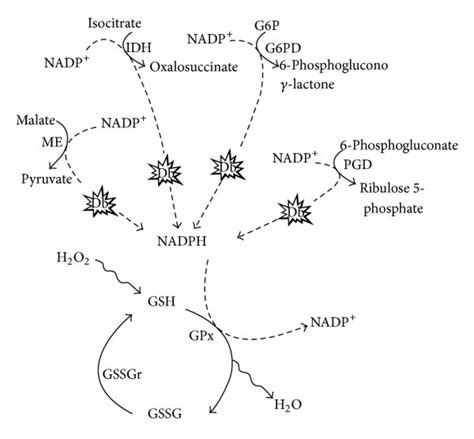 Mitochondria are the main source of free radicals in neurodegenerative ...