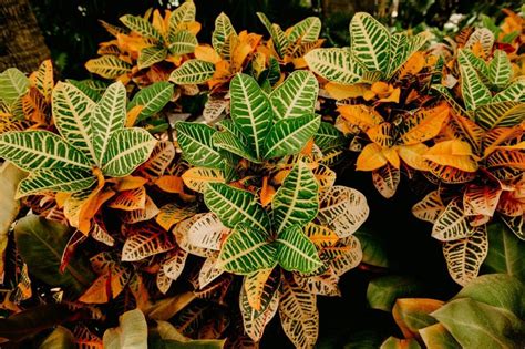 The Ultimate Guide to Croton Plant Care