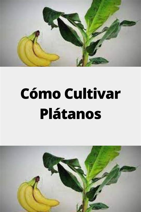 Cómo Cultivar Plátanos Cultivo de hortalizas Cultivo de plantas