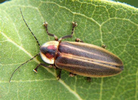 State Insects And Butterflies Lessons For Teachers And Students