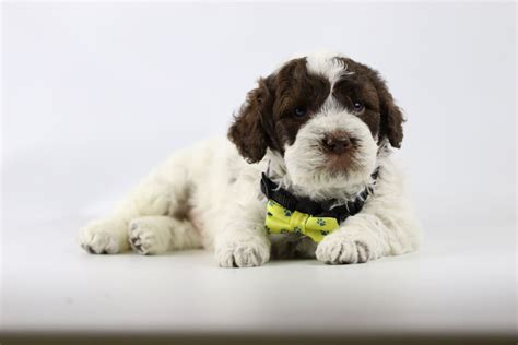 Chiots Lagotto Romagnolo à vendre Belgique Woefkesranch 2024