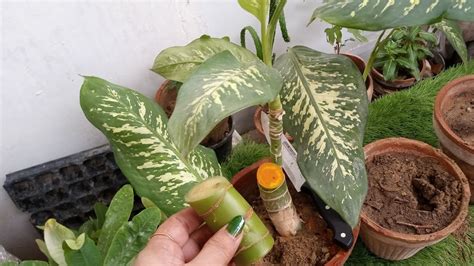 How To Propagate Dieffenbachia From Cuttingurdu Hindi Youtube