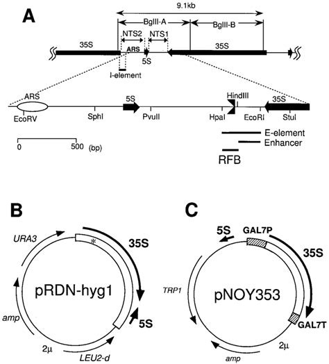 A Structure Of Rdna Repeats In S Cerevisiae The Locations Of The