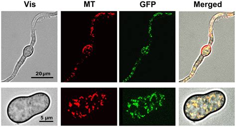 Frontiers Bcmimp A Botrytis Cinerea Gene Transiently Expressed In