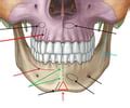 Maxillary and Mandibular Canines Flashcards | Quizlet