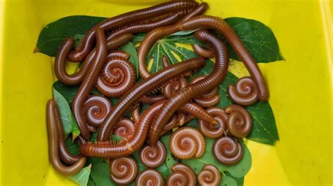 HUNTING MILLIPEDE Looking For Millipedes Under The Cassava Tree