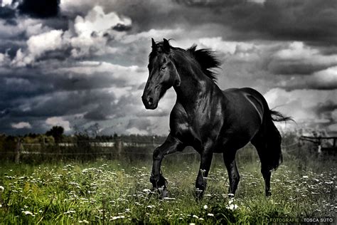 🔥 [47+] Free Friesian Horse Wallpapers | WallpaperSafari