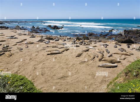 Northern Elephant Seal Mirounga Angustirostris On Beach In Big Sur