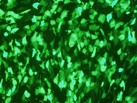 COS 7 Cell Avalanche Transfection Reagent EZ Biosystems