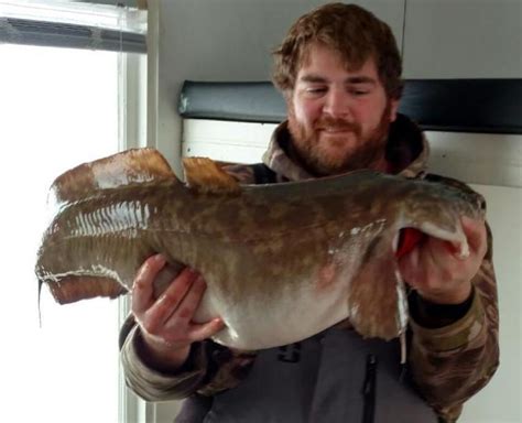 Eelpout - Alchetron, The Free Social Encyclopedia