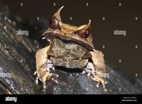 Long Nosed Horned Frog Megophrys Nasuta From Rainforest In Borneo