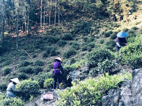 采山归来 —— 婺源鄣山顶高山特供茶开始采制