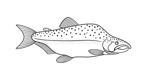 Outline Salmon Stock Illustrations 5829 Outline Salmon Stock