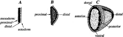 Model for self-organization of the regeneration blastema. A: Diagram of ...