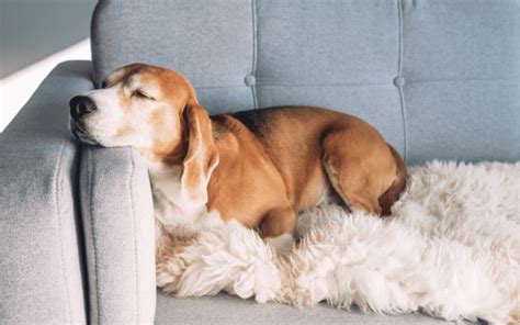 犬と一緒に寝ると幸せな心理効果がある？事前にしつけをしておくと安心して睡眠がとれる！ Poppet（ポペット）ペット大好き