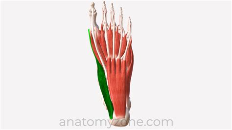 Flexor Hallucis Brevis Origin And Insertion