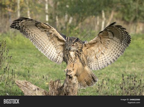 Great Horned Owl Landing