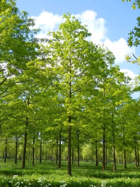 Quercus Palustris Pin Oak Swamp Oak Van Den Berk Nurseries