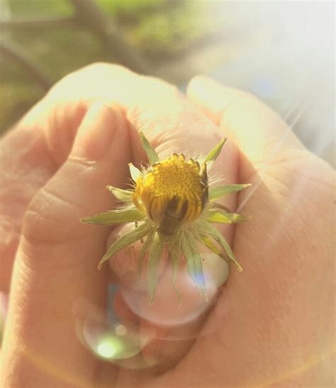 Premium Photo Cropped Image Of Person Holding Flower Bud