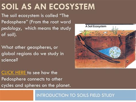 PPT - SOIL AS AN ECOSYSTEM PowerPoint Presentation, free download - ID ...