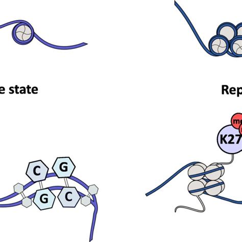 Chromatin State Is A Key Process Of Gene Regulation Epigenetic