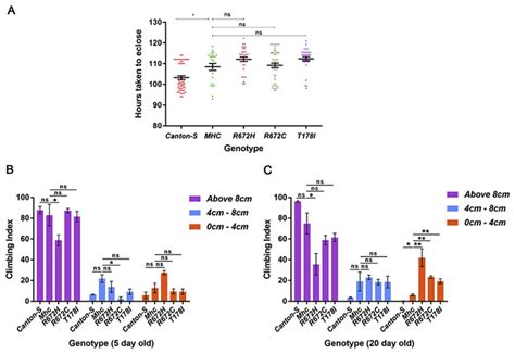 Expression Of FSS Mutant Mhc Transgenes Lead To Defects In Muscle