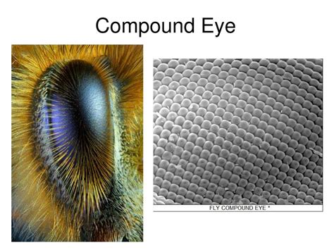 PPT - Honey Bee Apis mellifera Anatomy & Biology PowerPoint Presentation - ID:1815847