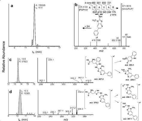 N Acetoxy Phip Modified Human Sa Reconstructed Mass Chromatograms Of A