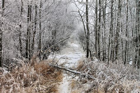 Wallpaper Trees Landscape Forest Nature Snow Winter Branch